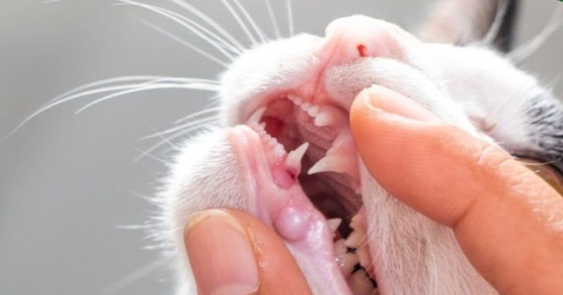 Dấu hiệu nhận biết mèo bị lở miệng, nhiệt miệng