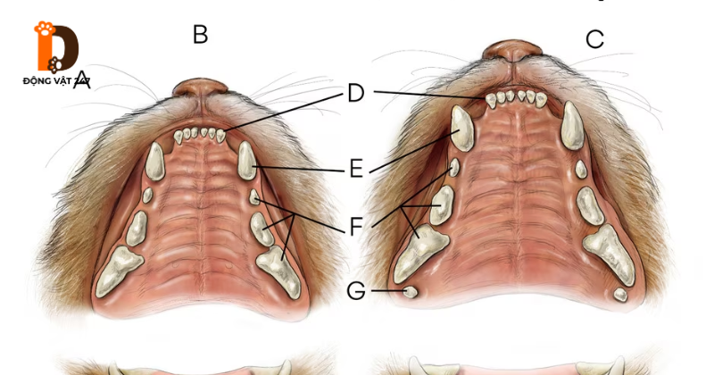 Giải phẫu răng mèo