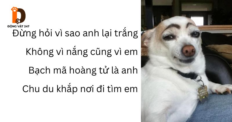 Góc nhìn phong thủy về chó lông trắng