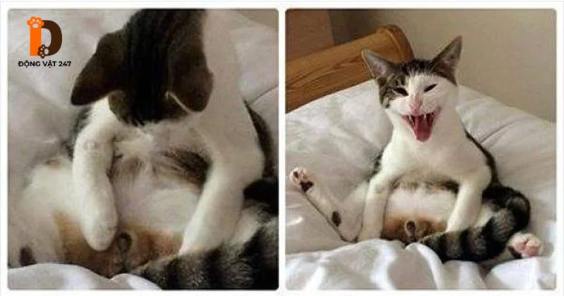 Lợi ích và hạn chế của thiến mèo đực
