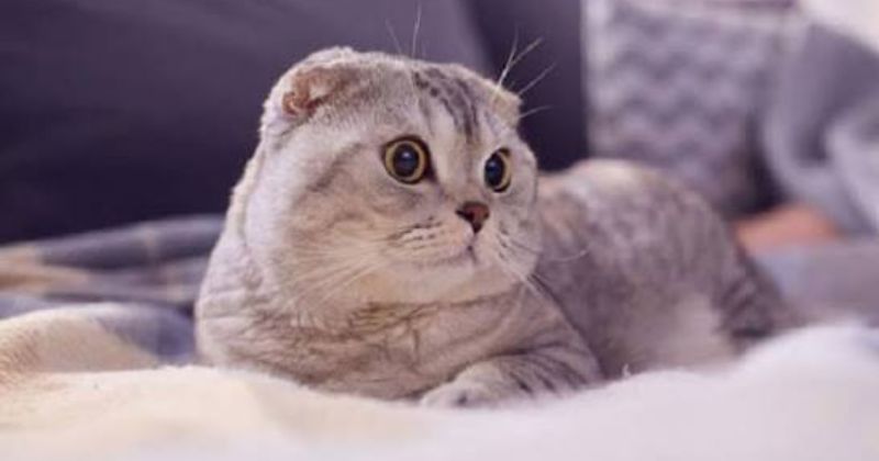 Mèo tai cụp chân ngắn là mèo gì