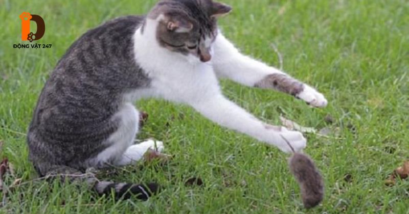Mèo thiến có bắt chuột không