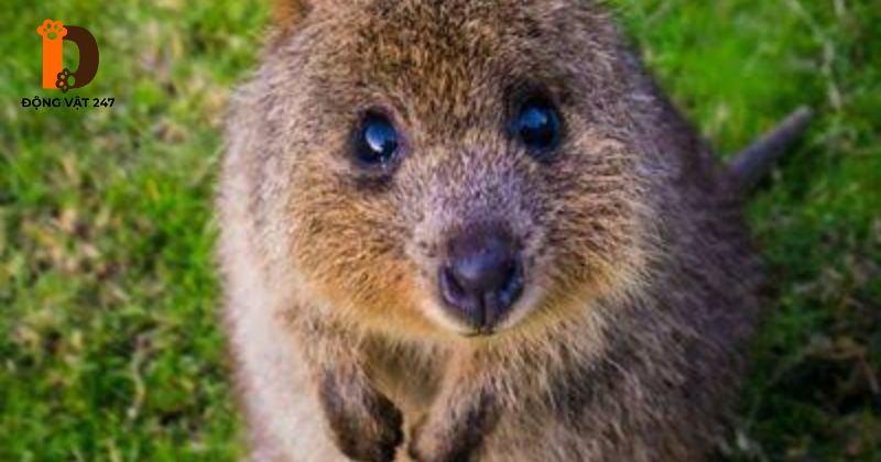 Nguồn gốc và tên gọi Quokka