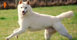 Nuôi chó màu trắng có tốt không