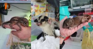 Nuôi sóc trong nhà có tốt không