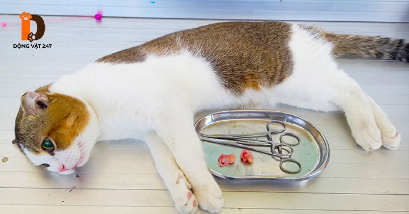Quy trình thiến mèo đực