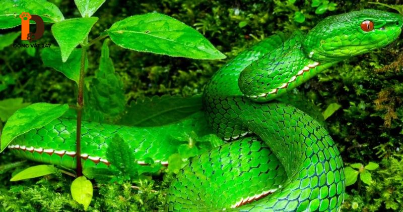 Rắn lục kim sống ở đâu