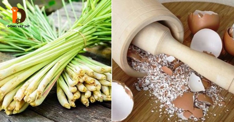 Sả và Vỏ trứng