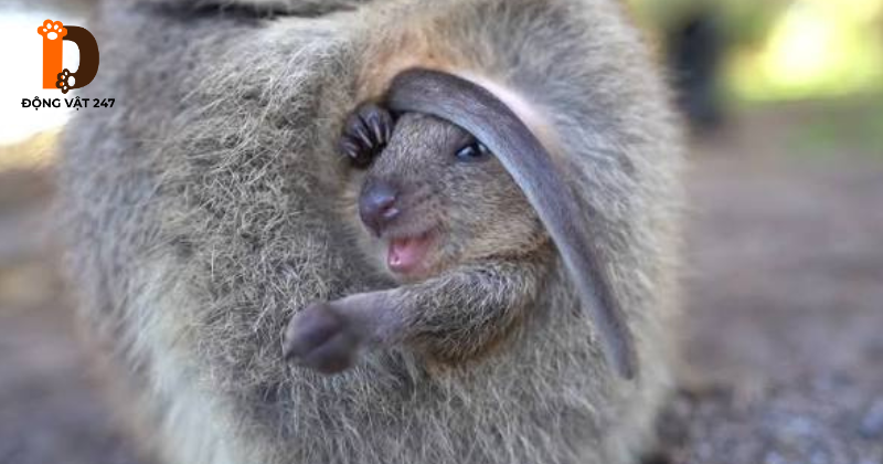 Sự thật chuyện _Quokka ném con_ để chạy trốn kẻ thù