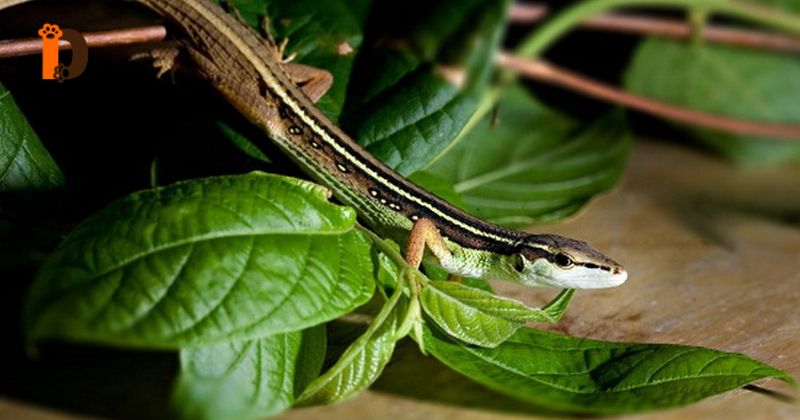 Vì sao gọi là _rắn_ liu điu dù là thằn lằn