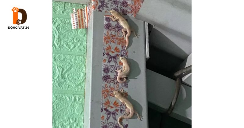 bẫy tắc kè trong nhà