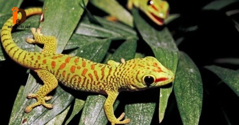 các cách đuổi tắc kè