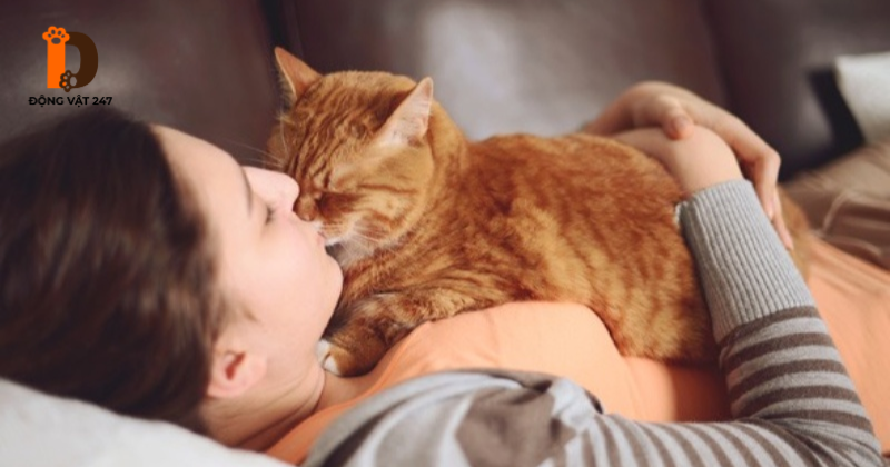 cách nuôi mèo an toàn cho phụ nữ mang thai