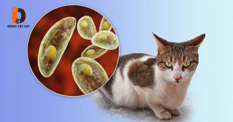 lông mèo và ký sinh trùng Toxoplasmosis