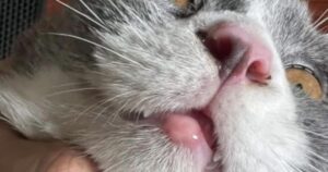 mèo bị sưng miệng
