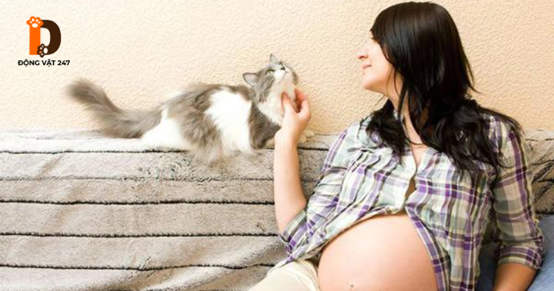 mèo nhảy qua bụng bà bầu theo góc nhìn khoa học