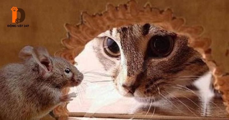 mèo thiến và bản năng bắt chuột