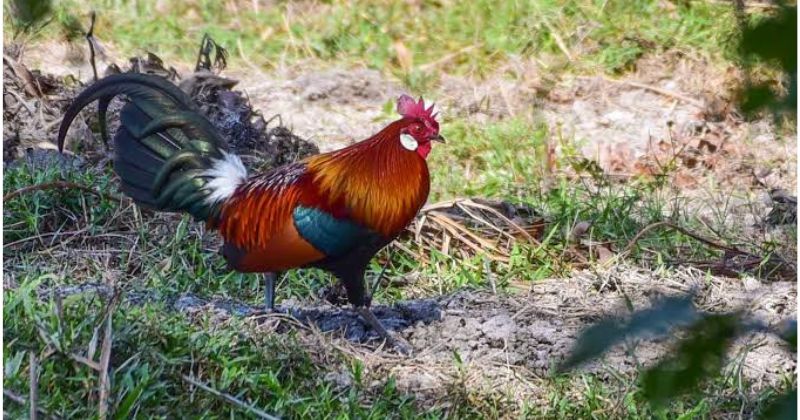 Gà rừng lông đỏ sống ở đâu
