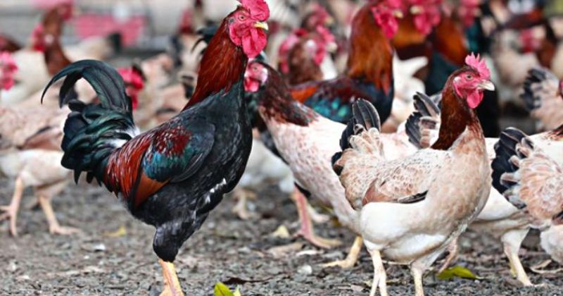 Khám phá các giống gà phổ biến nhất thế giới và Việt Nam hiện nay