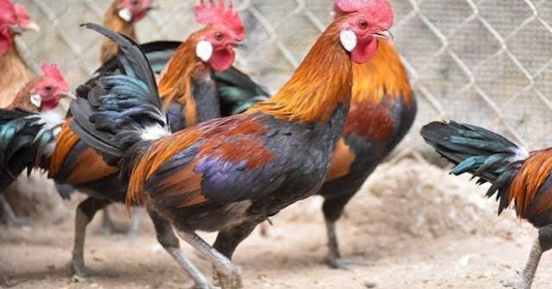 Một số lưu ý về chuồng trại và chăm sóc cơ bản