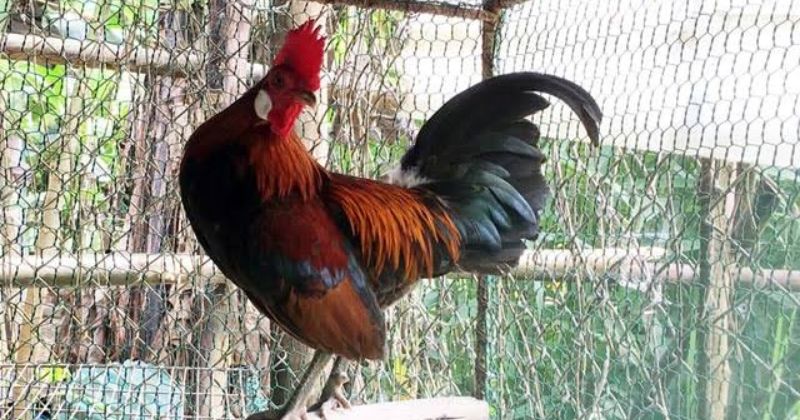 Nuôi gà rừng tại nhà có cần xin giấy phép