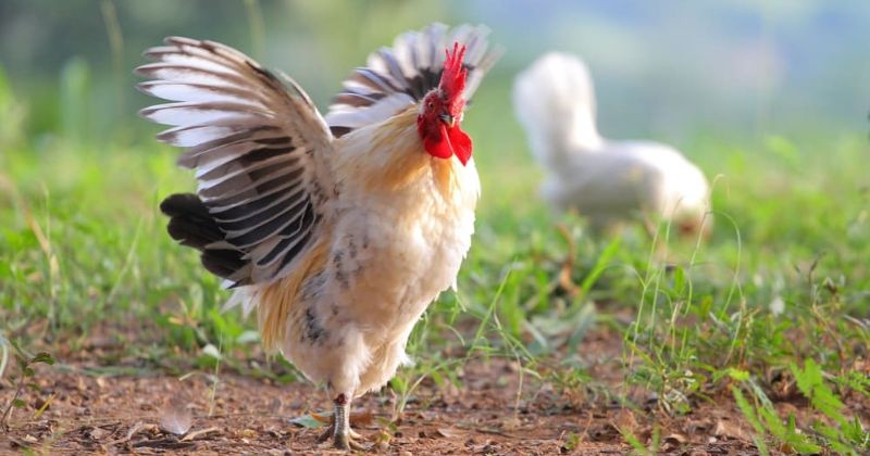 Vì sao gà có cánh và thuộc lớp chim nhưng lại không biết bay