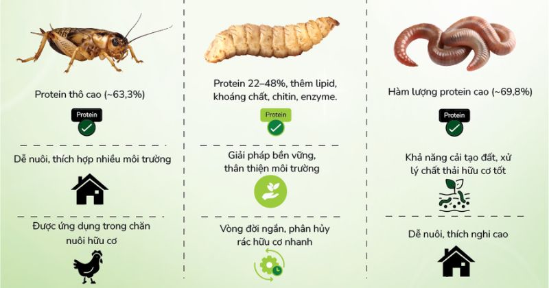 Bảng so sánh hàm lượng đạm và canxi của các loại côn trùng thức ăn