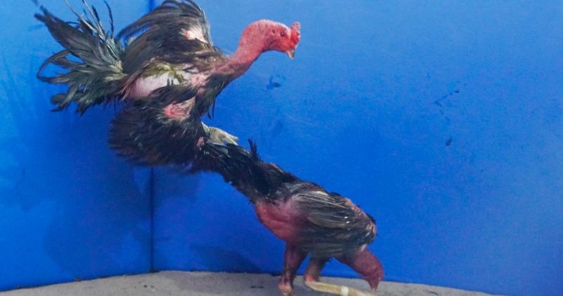 Chế độ vào mồi và bổ sung đạm côn trùng cho chiến kê khỏe mạnh