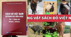 Danh sách đỏ động vật quý hiếm và giải pháp bảo tồn