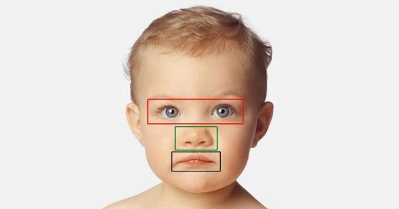 Giải mã tâm lý học và hiệu ứng Baby Schema của động vật dễ thương