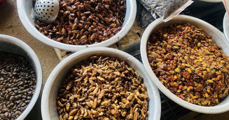 Khay đựng các loại côn trùng sạch làm thức ăn cho gia cầm gồm sâu canxi, dế mèn và cào cào tươi rói