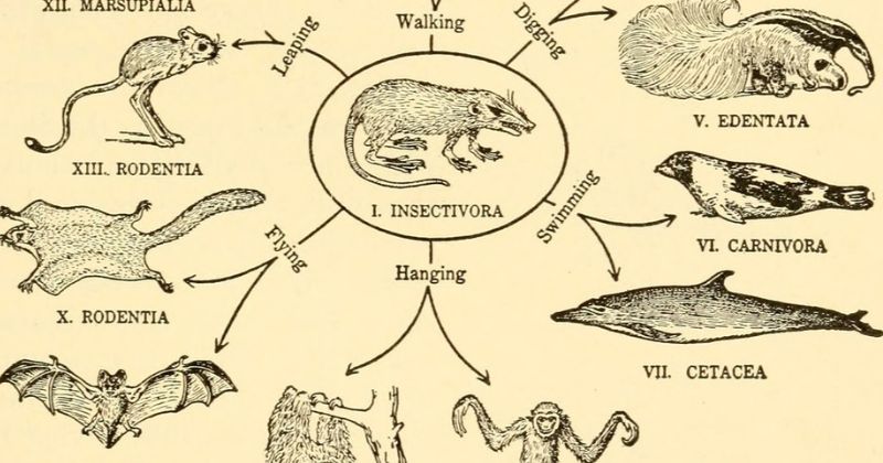 Phân loại các bộ động vật có vú từ thú đẻ trứng đến thú có nhau