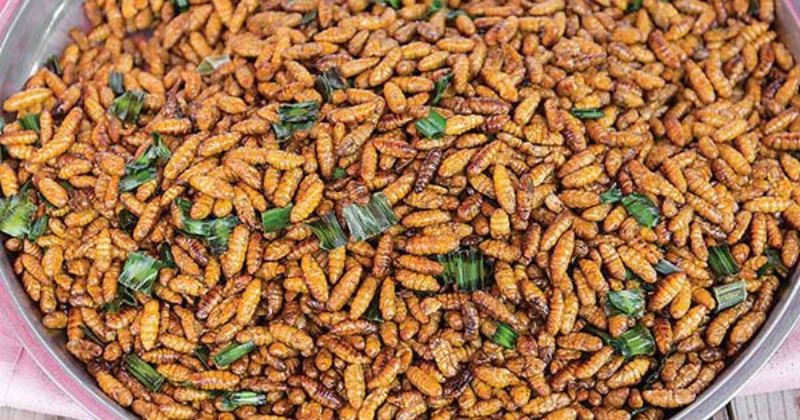 côn trùng giàu đạm cho vật nuôi